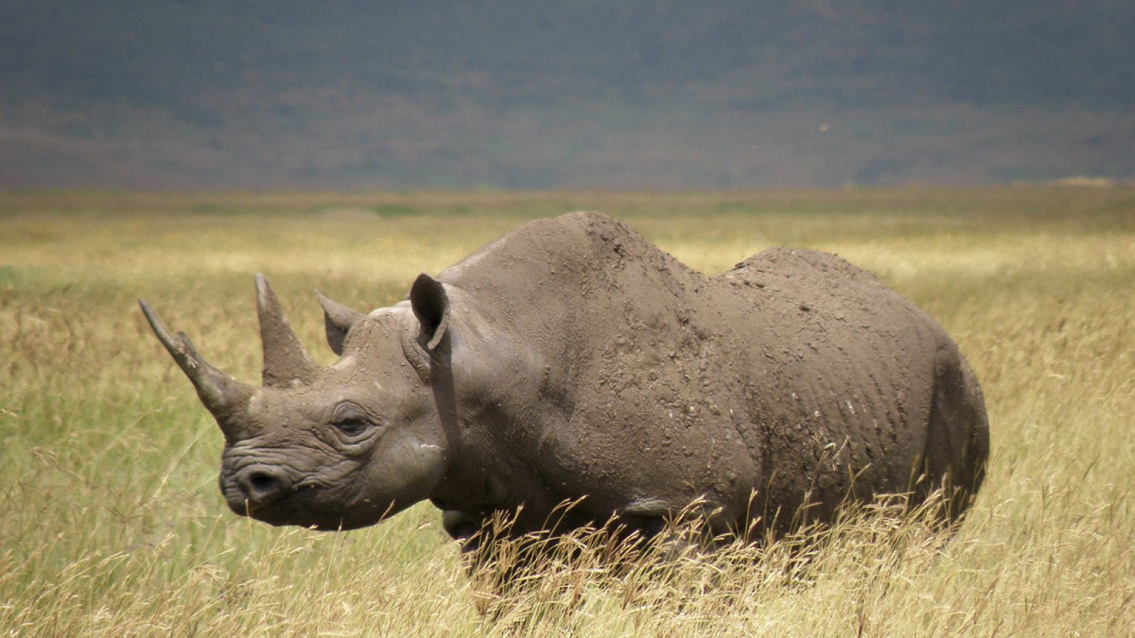 Fotografía de archivo de de un rinoceronte negro occidental.