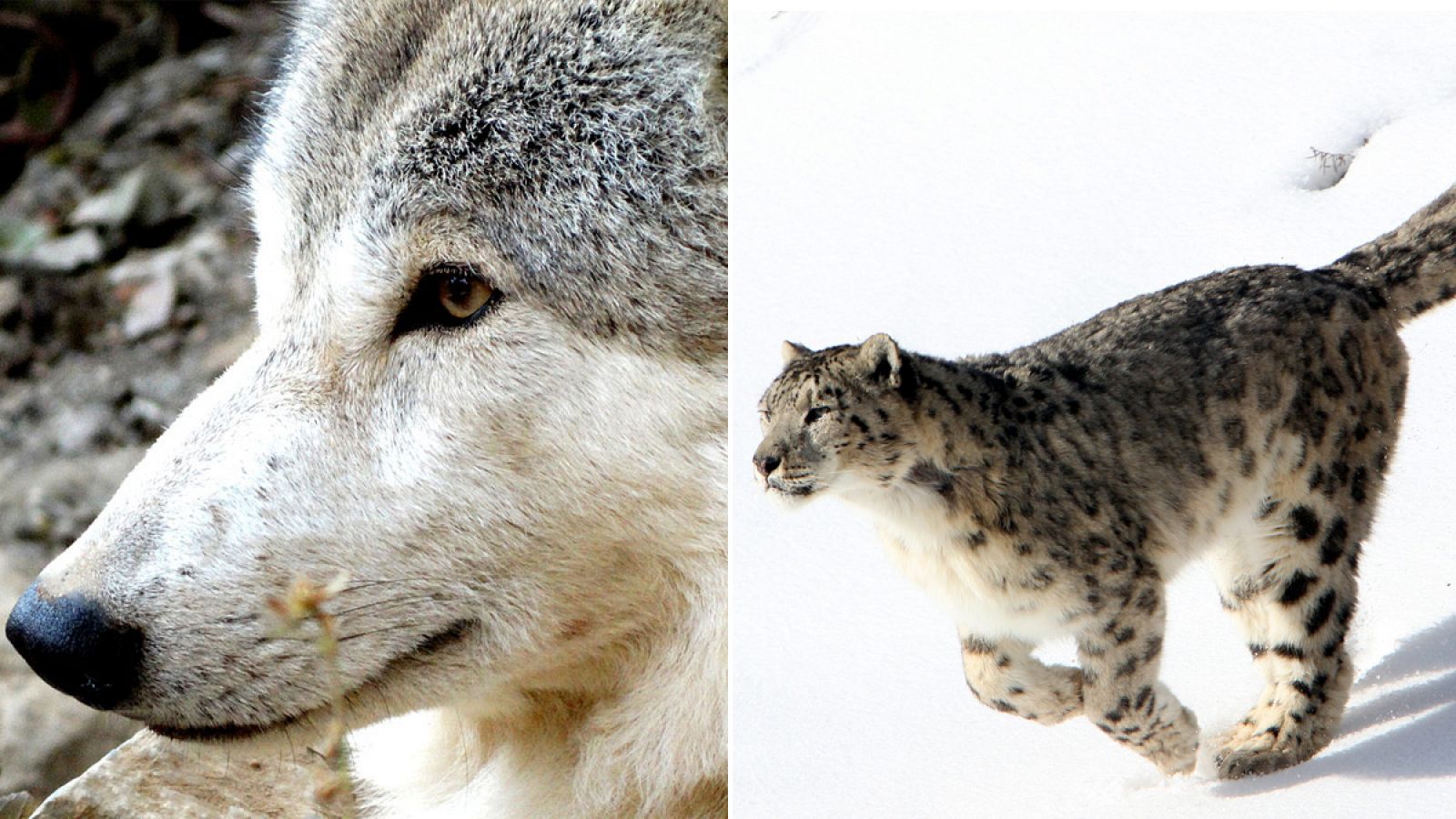 Imagen de un lobo del Himalaya, a la izquierda, y de un leopardo de las nieves, a la derecha.