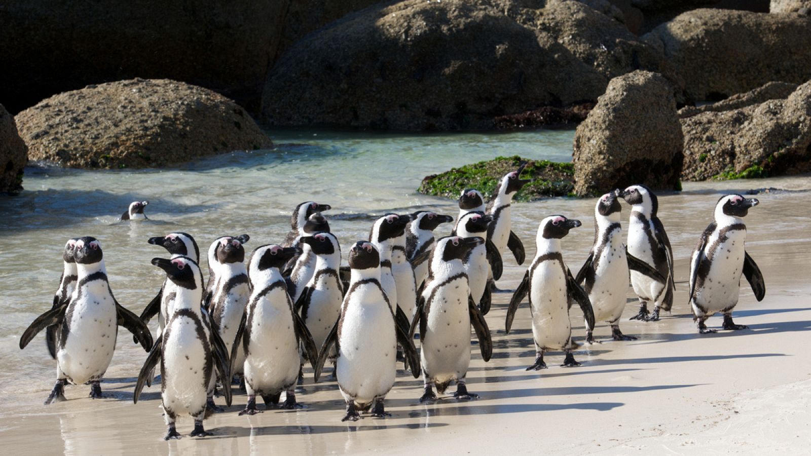 Colonia de pingüinos africanos (Spheniscus demersus), cerca de Ciudad del Cabo.