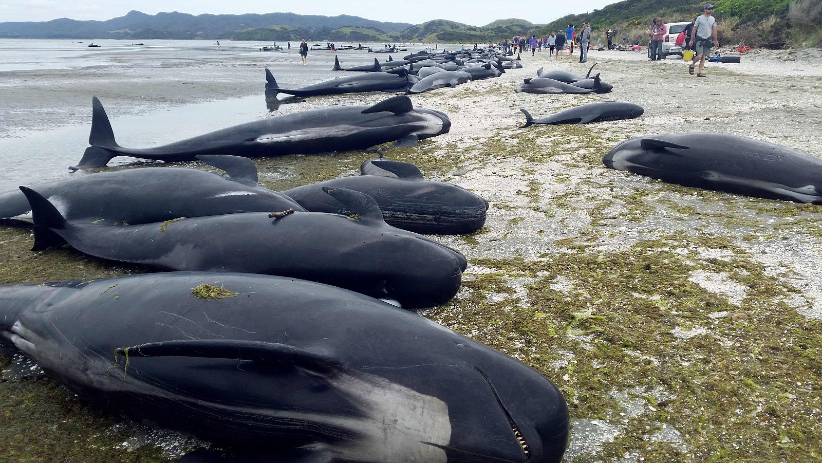 400 ballenas piloto quedan varadas en Nueva Zelanda, 300 han muerto.