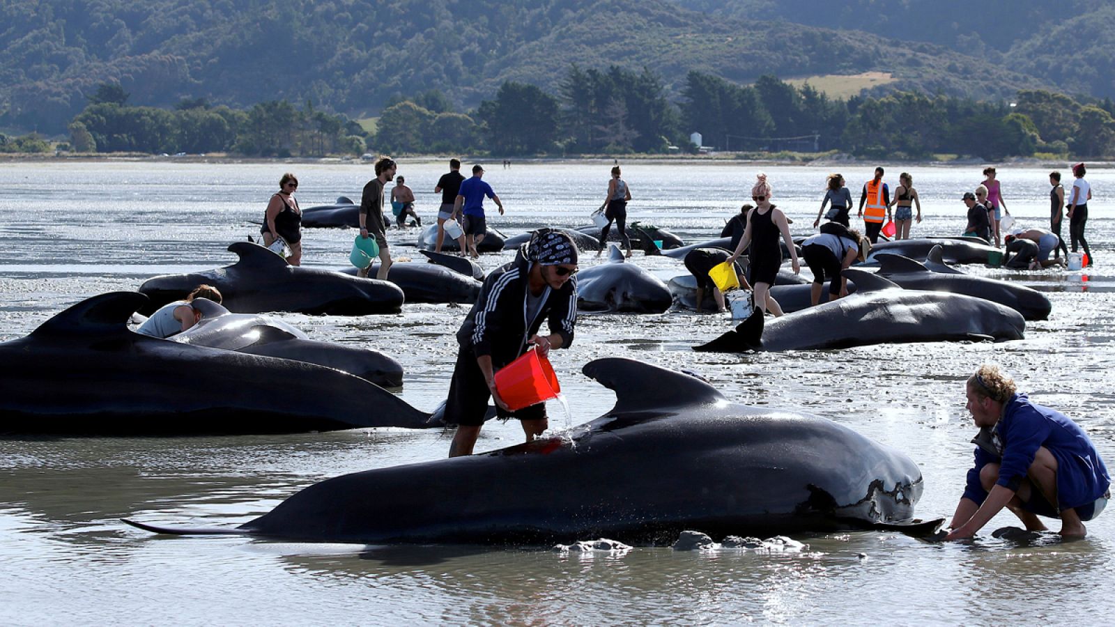 Voluntarios trabajan en las labores de rescate de las ballenas varadas en Golden Bay, al norte de la Isla Sur de Nueva Zelanda.