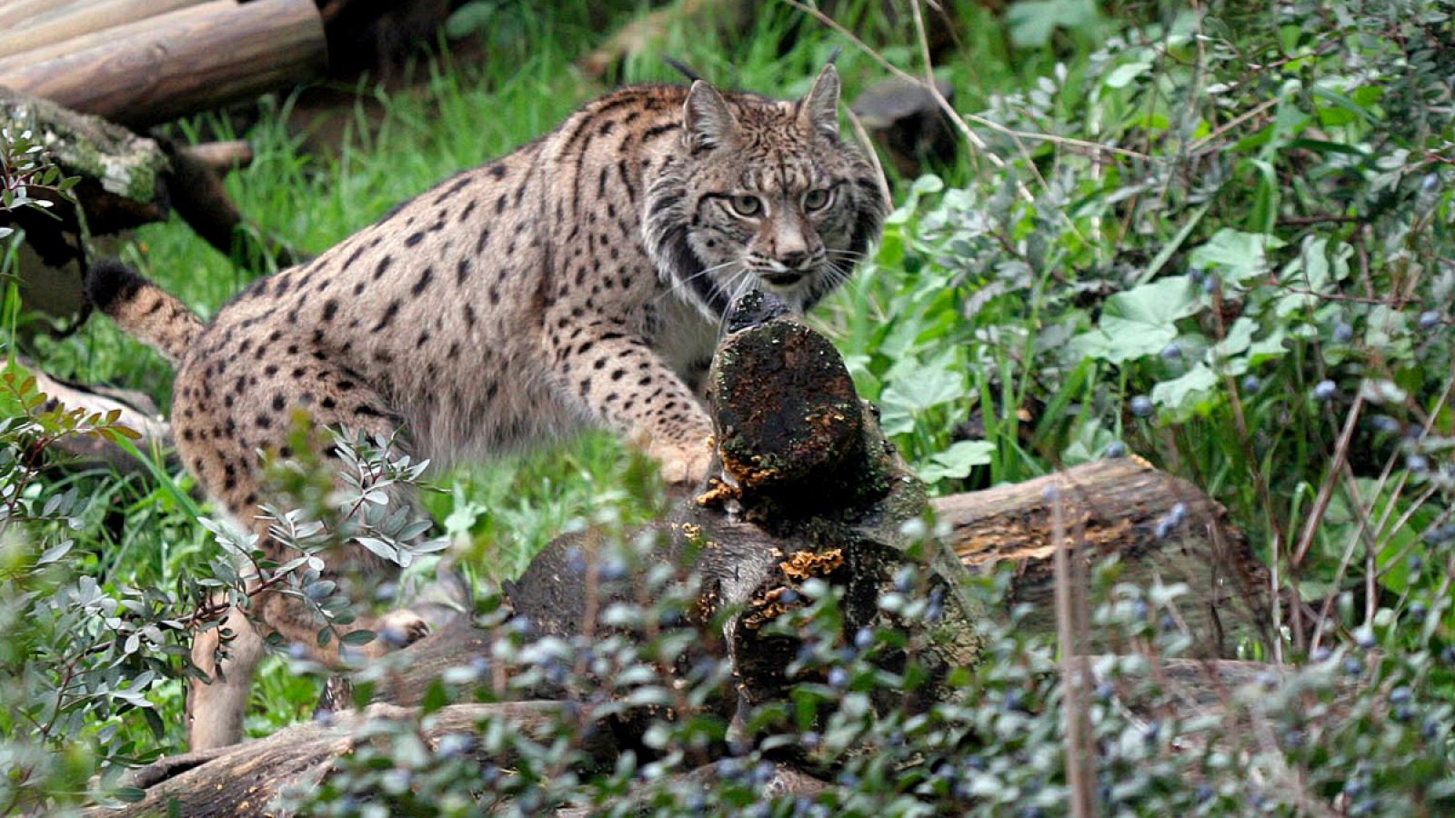 Imagen de archivo de un ejemplar macho de lince.