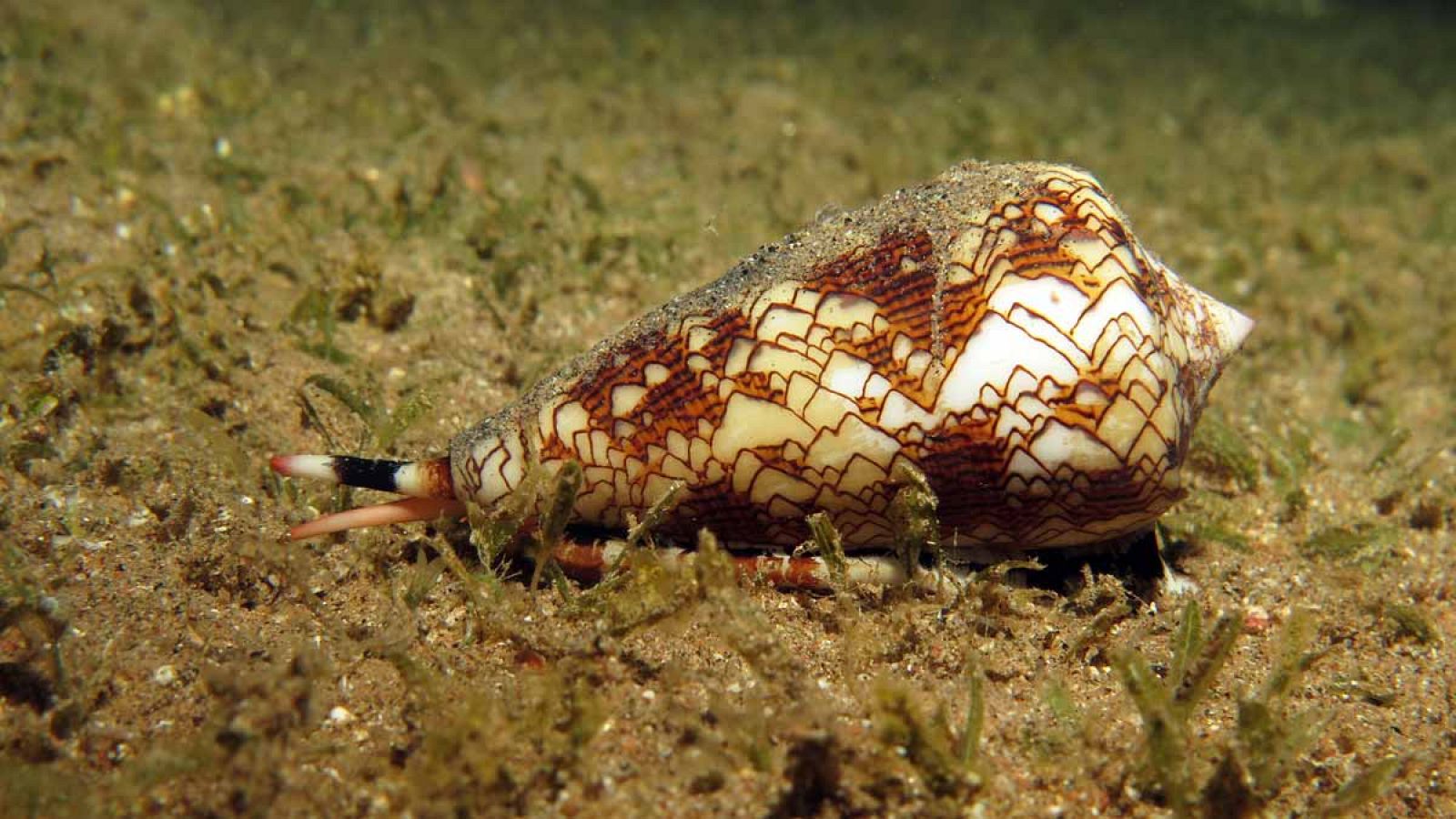 Conus regius es un pequeño caracol marino común del Mar Caribe.