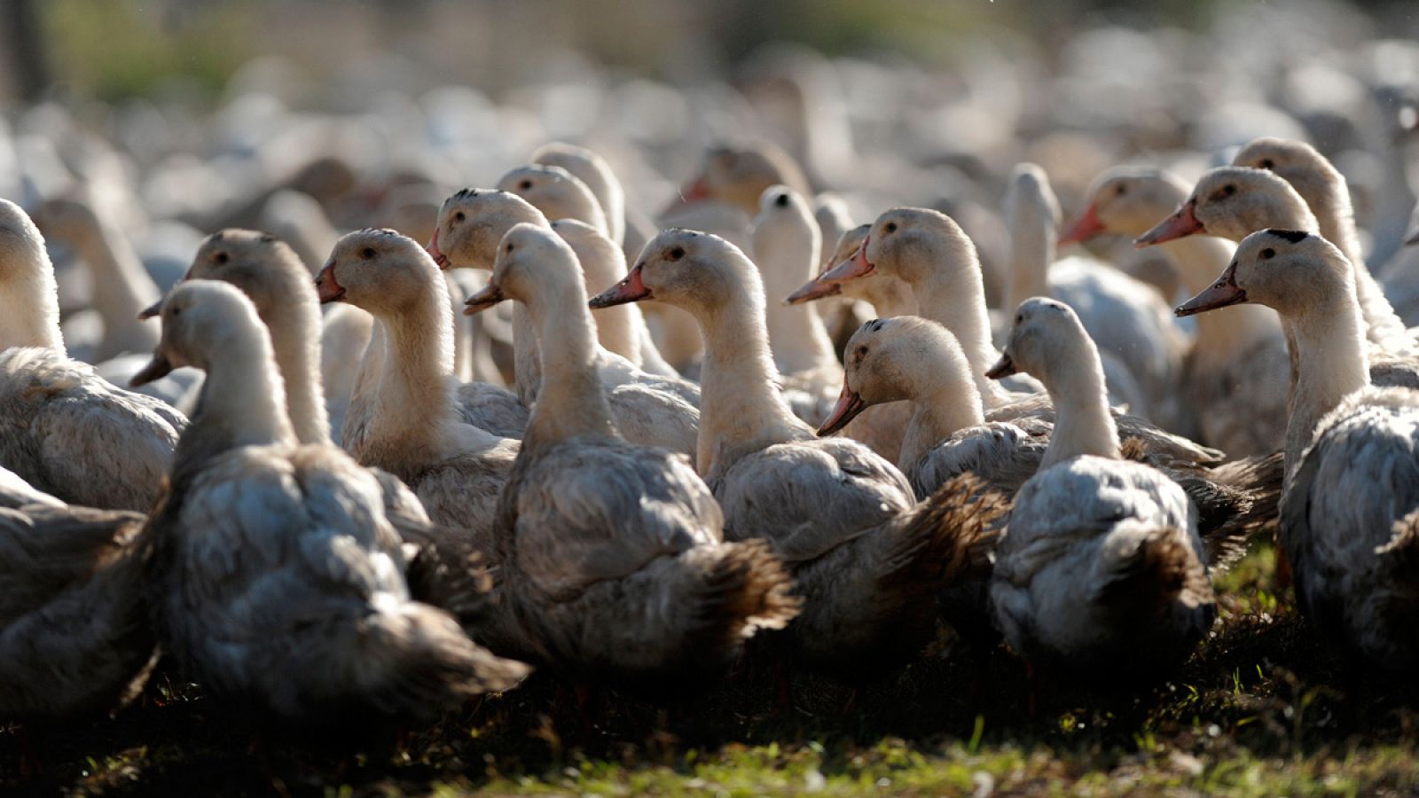 La presencia del virus H5N8 de la gripe aviar se identificó a finales del pasado noviembre en Francia.