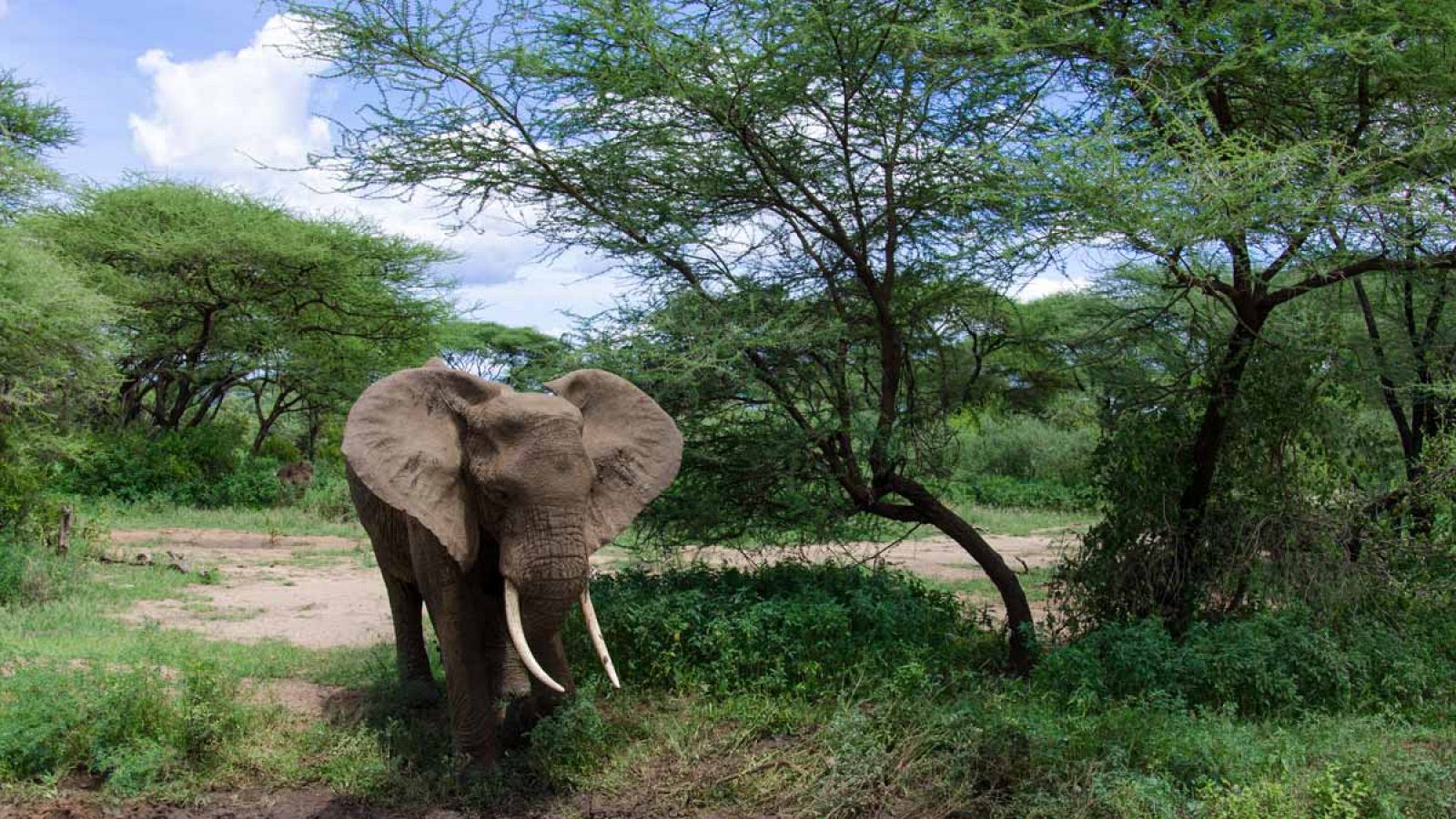 Se cree que la mitad de los elefantes de bosque de África Central, estimados en 100.000 ejemplares, viven en Gabón.