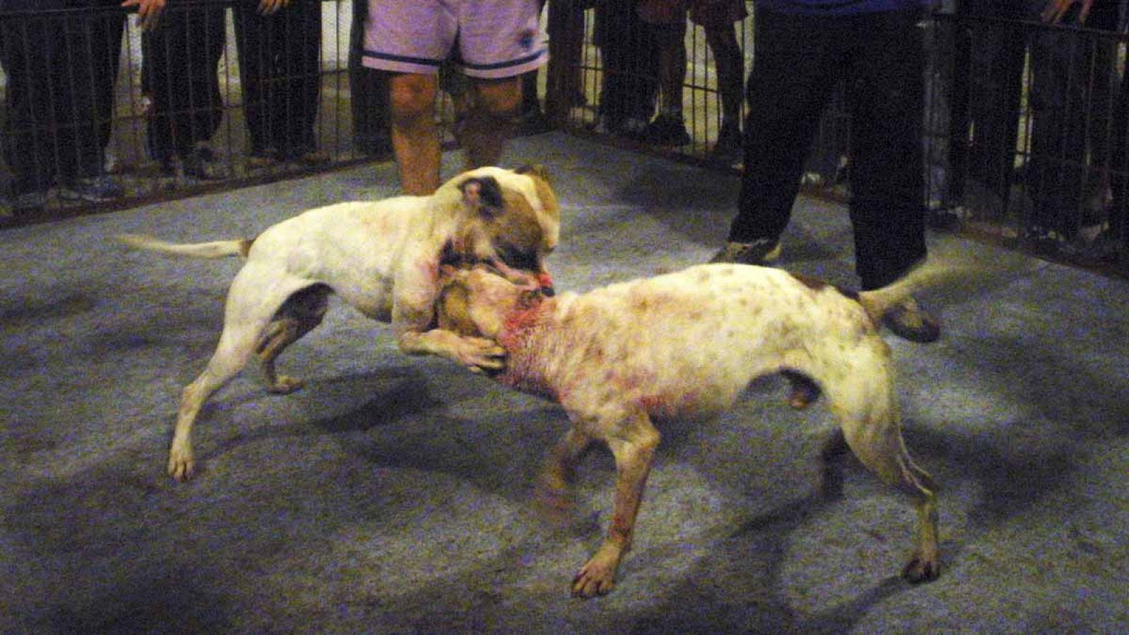 Imagen de archivo de una pelea entre dos perros de la raza 'pit bull terrier'.