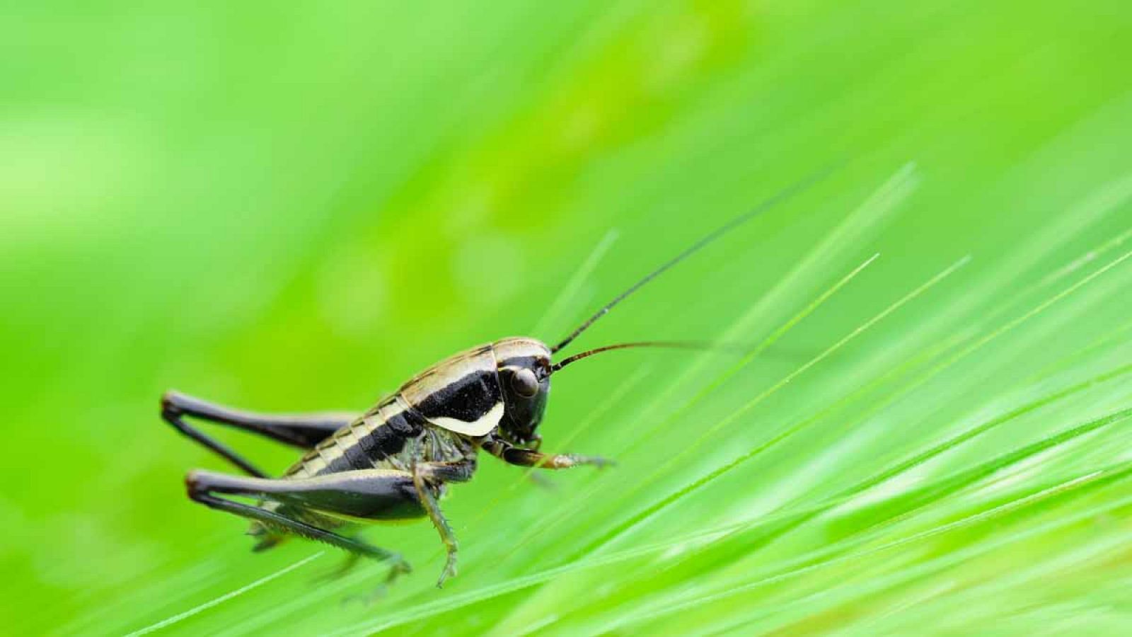 Las especies de ortópteros incluyen a saltamontes, grillos y chicharras.