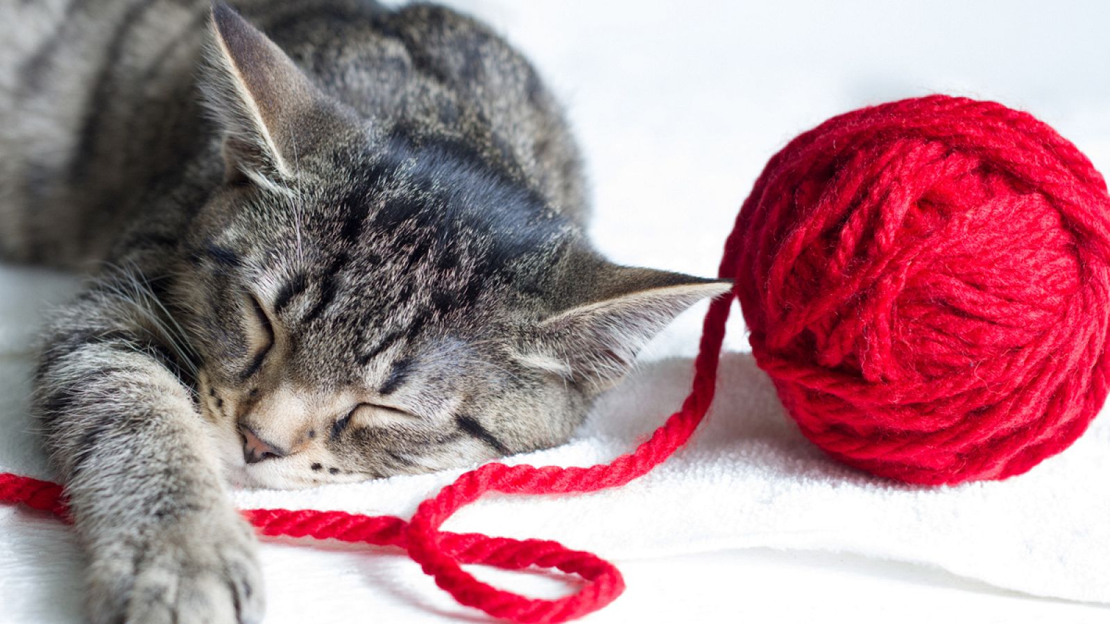 Un gato duerme junto a un ovillo de lana.