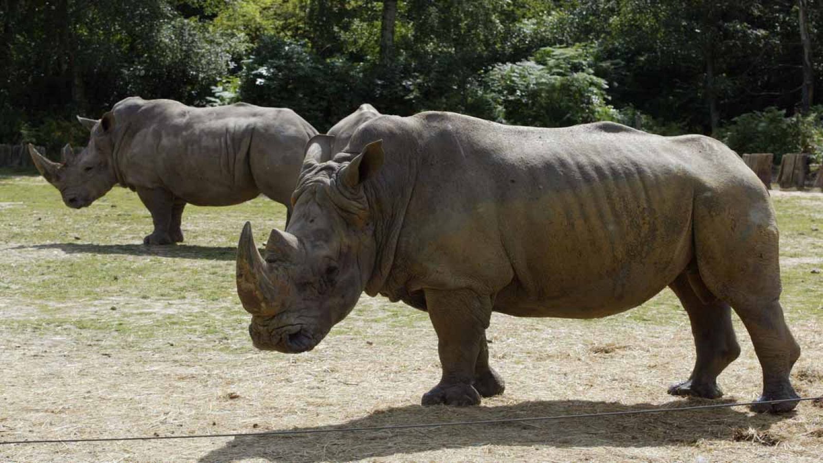 Imagen de archivo de dos rinocerontes en el Parque Zoológico de Thoiry.