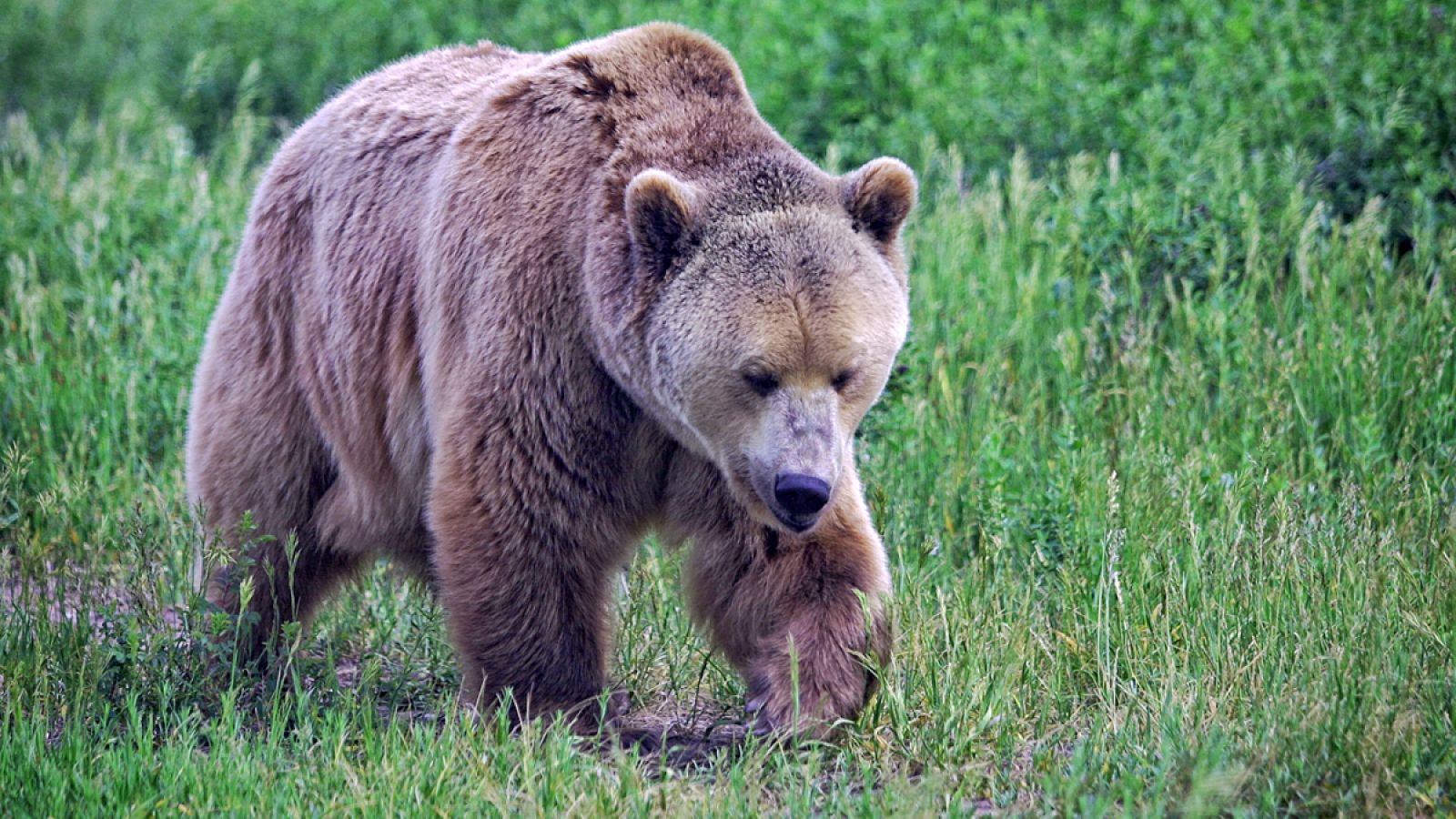 Imagen de archivo de un oso pardo.