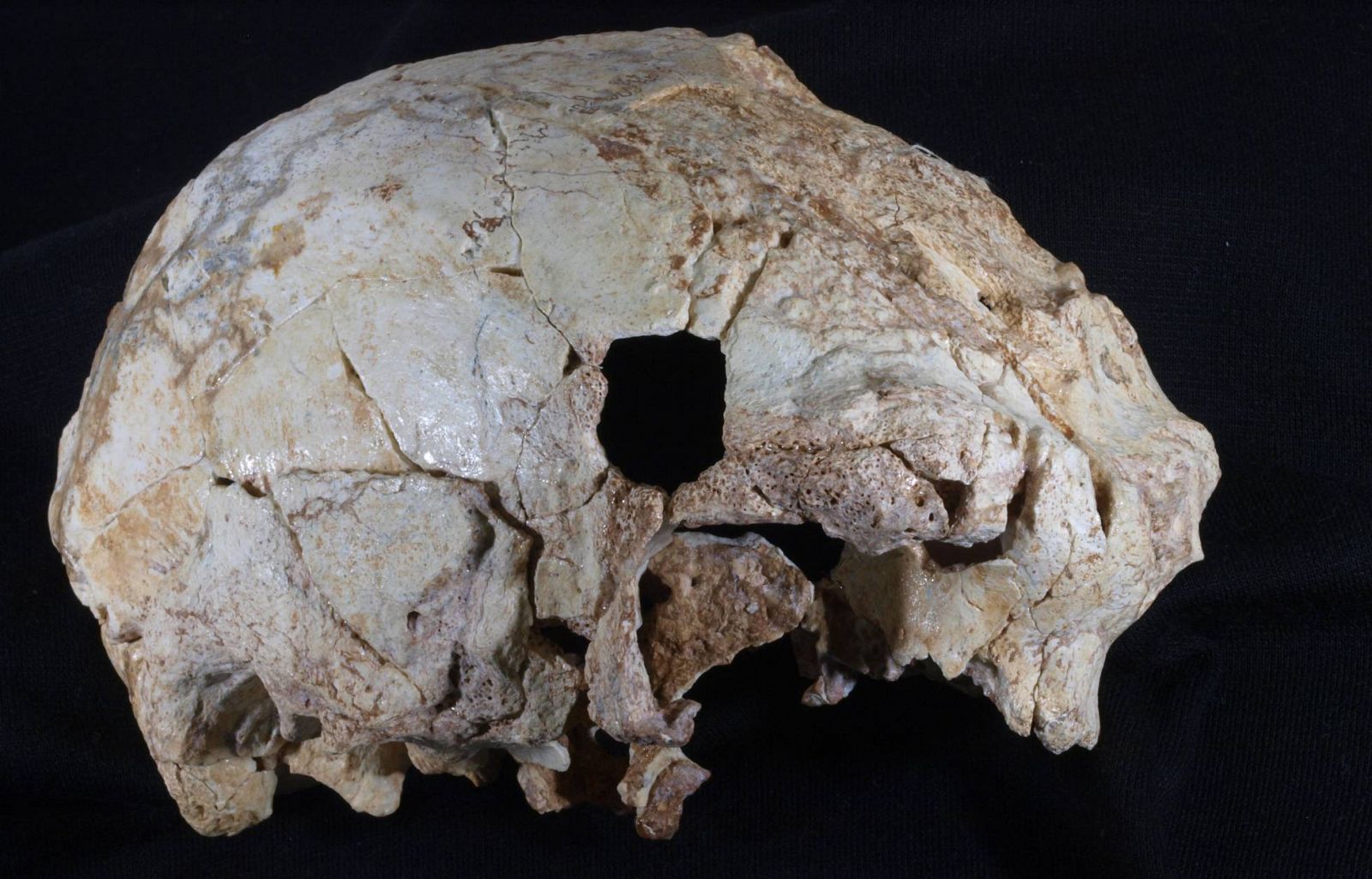 Fragmento de cráneo localizado en la cueva de Aroeria (Portugal)