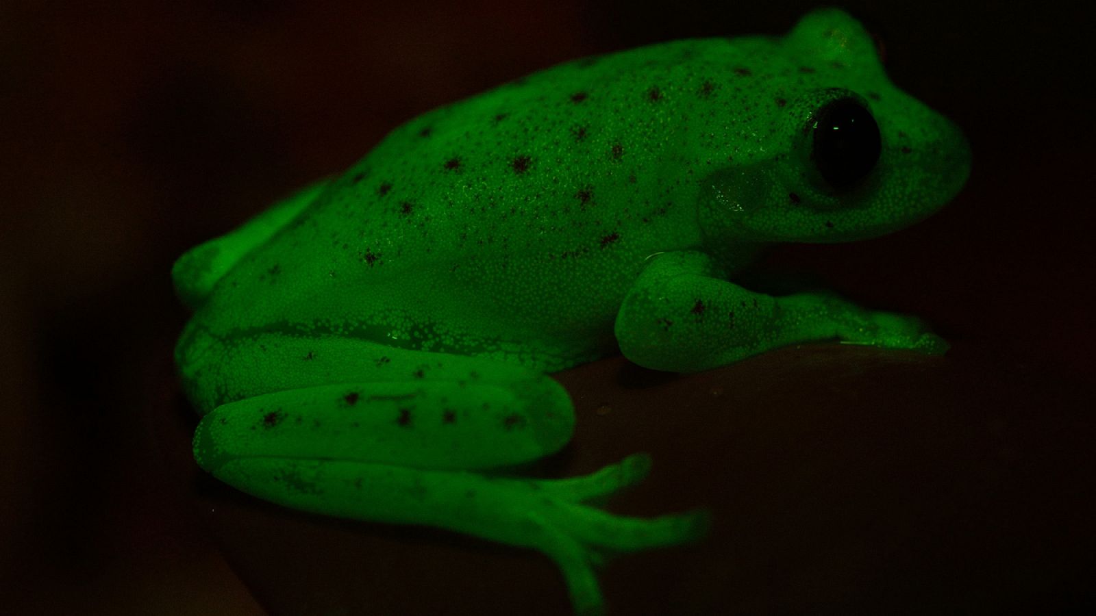 El Hypsiboas punctatus es una rana de la que se desconocían sus efectos fluorescentes.