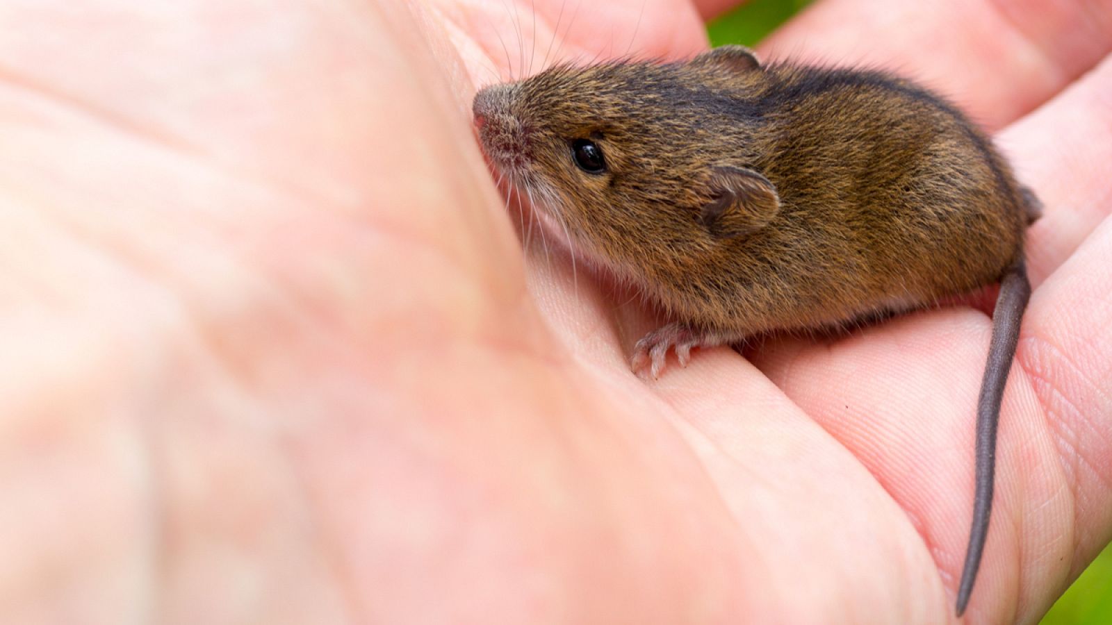 Los cazadores-recolectores llevaron a los ratones domésticos hacia el comensalismo, una fase temprana de la domesticación.