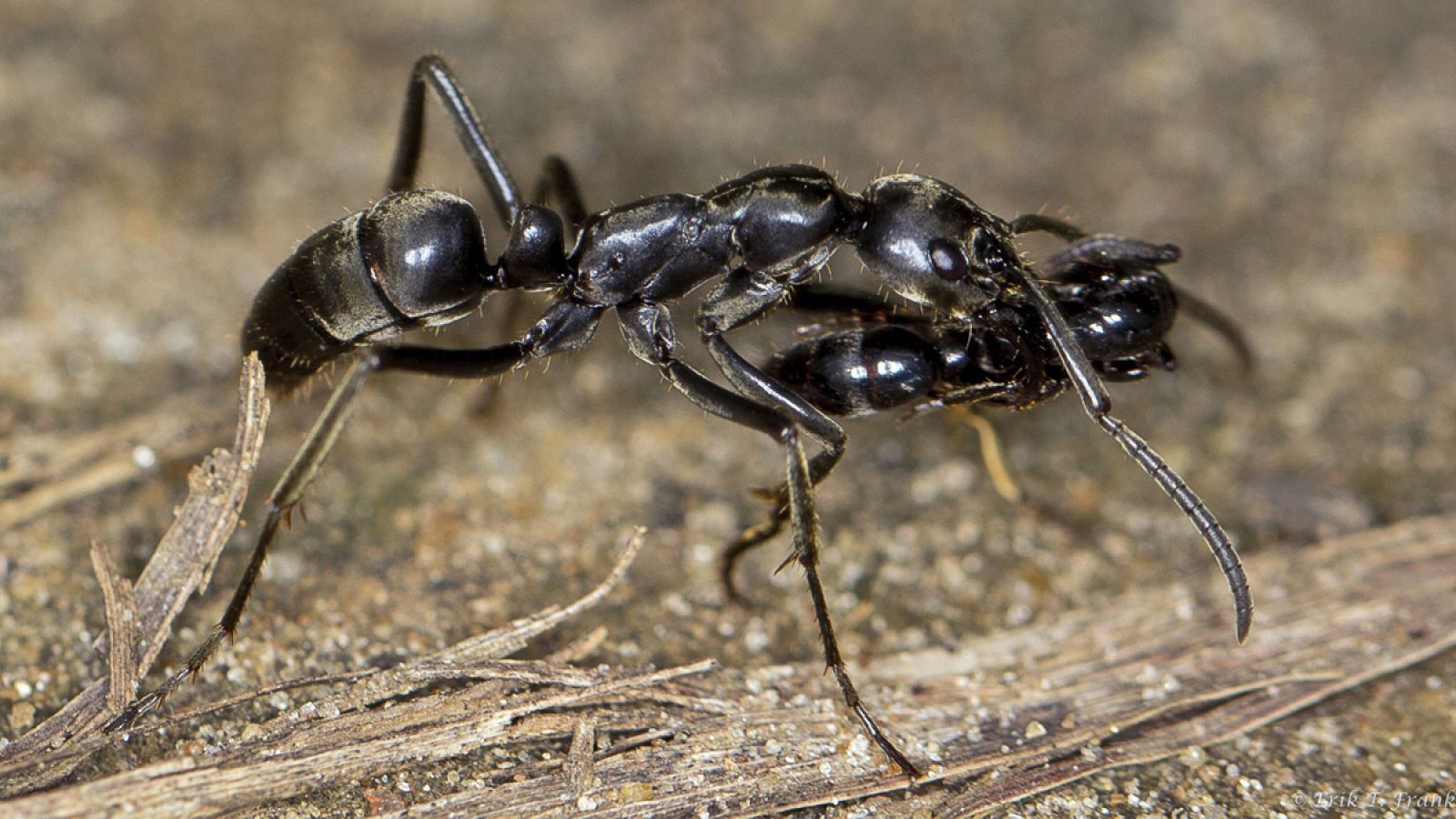 Las hormigas matabele están especializadas en cazar termitas.