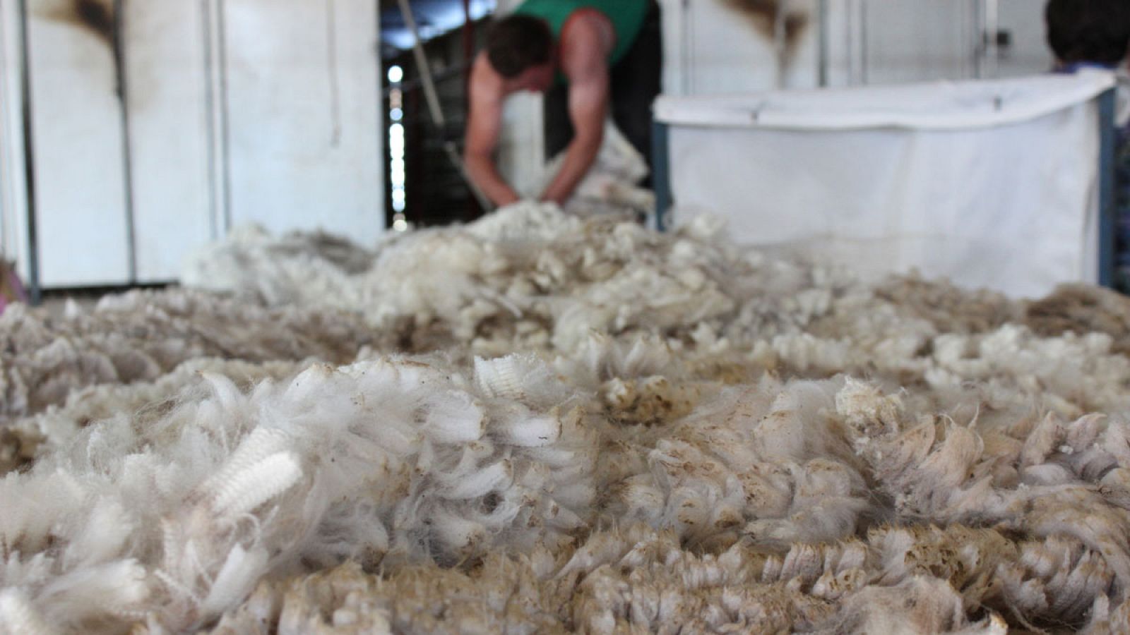 La lana de oveja es un aislante natural "excelente".