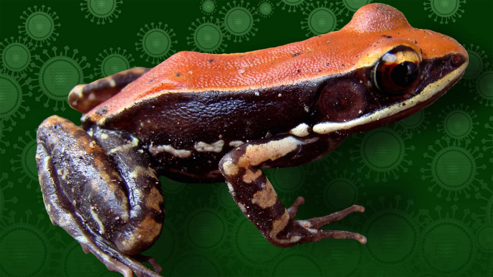 La mucosidad de ranas como la Hydrophylax bahuvistara está cargada con moléculas que matan bacterias y virus.