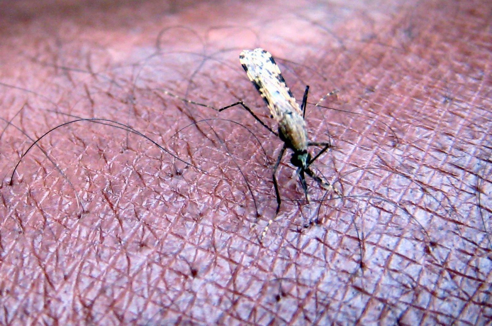 Mosquito de la especie 'Anopheles gambiae', principal transmisor de la malaria en África