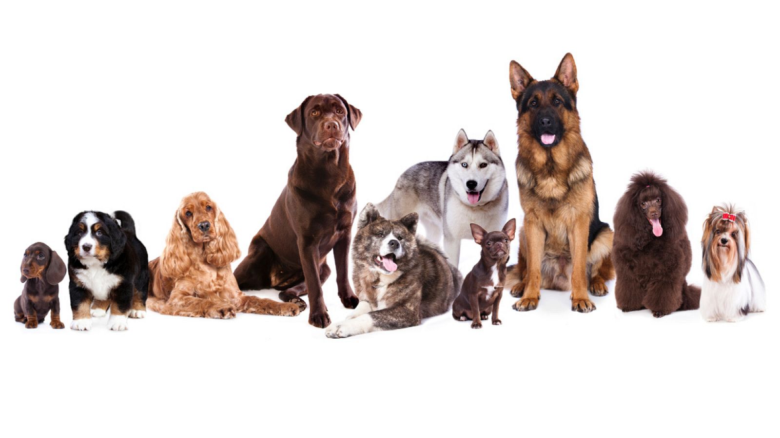 En la actualidad existen cerca de 400 razas de perro