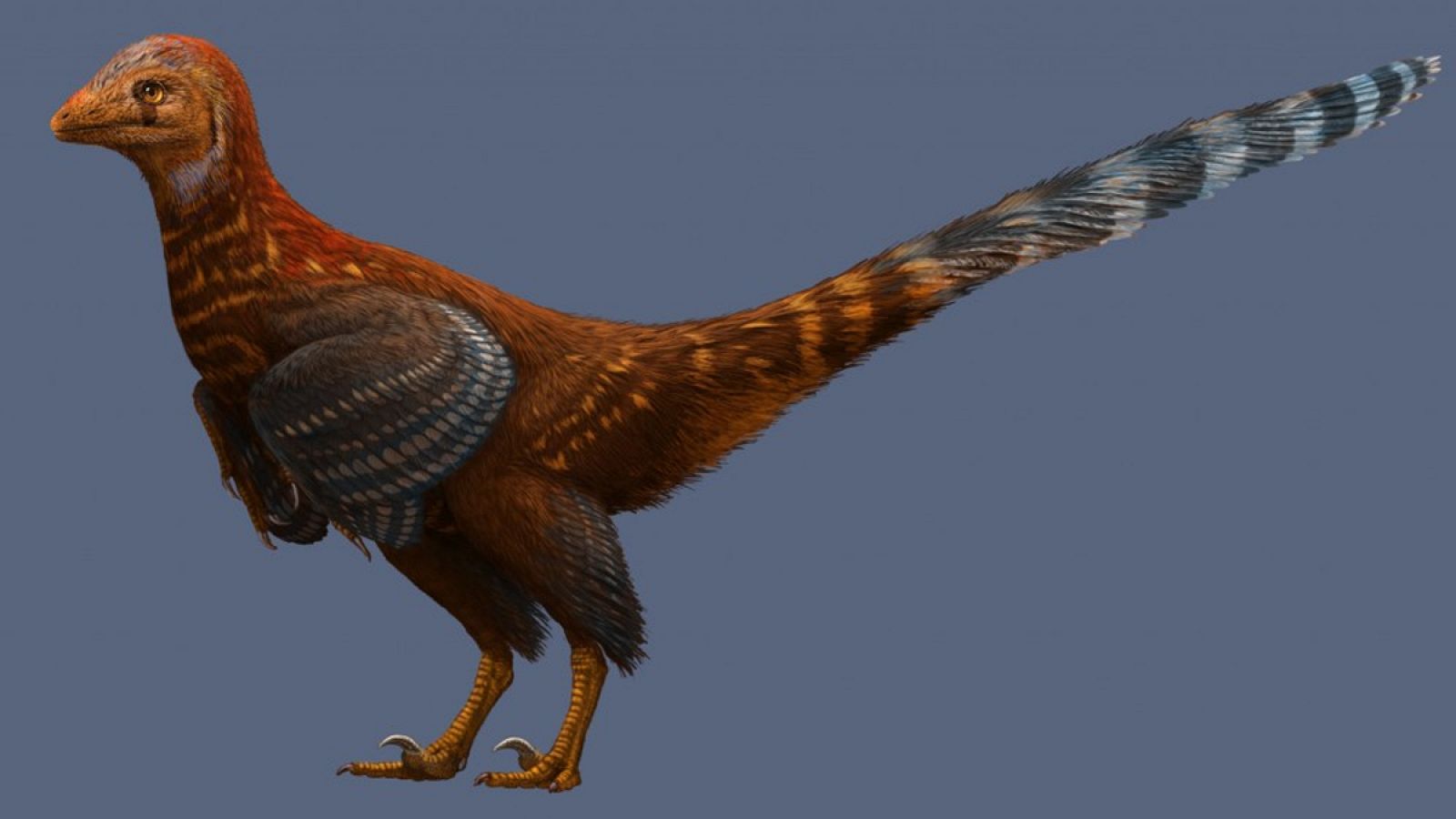 La nueva especia hallada presenta plumas asimétricas, sin las cuales las aves modernas no podrían volar.