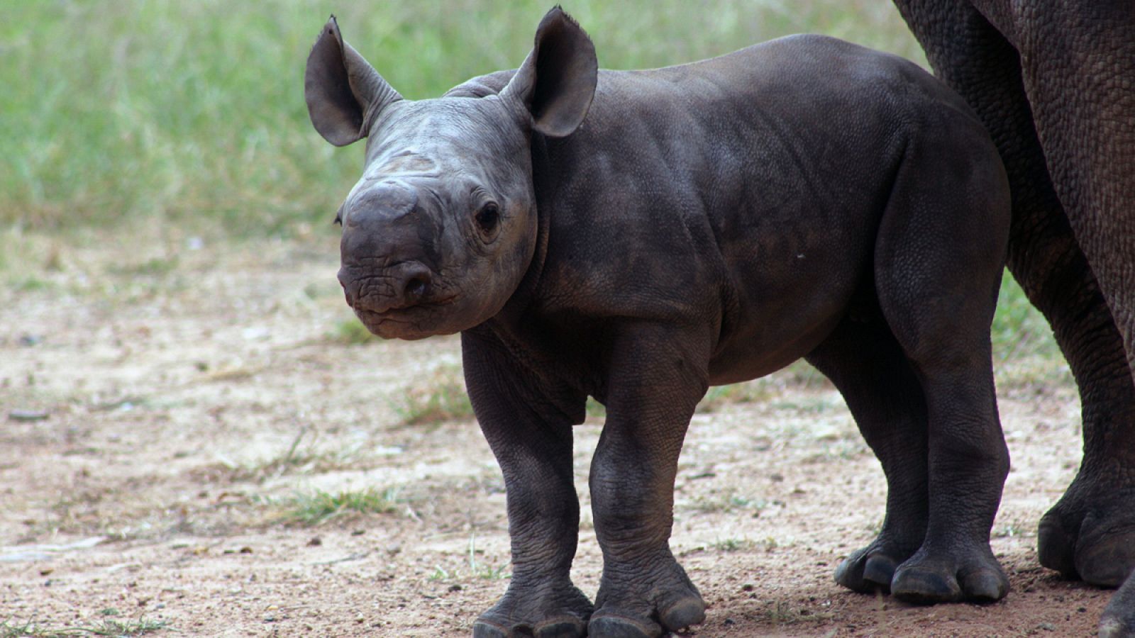 En total, 20 ejemplares de rinoceronte negro se desplazarán desde Sudáfrica a Ruanda.
