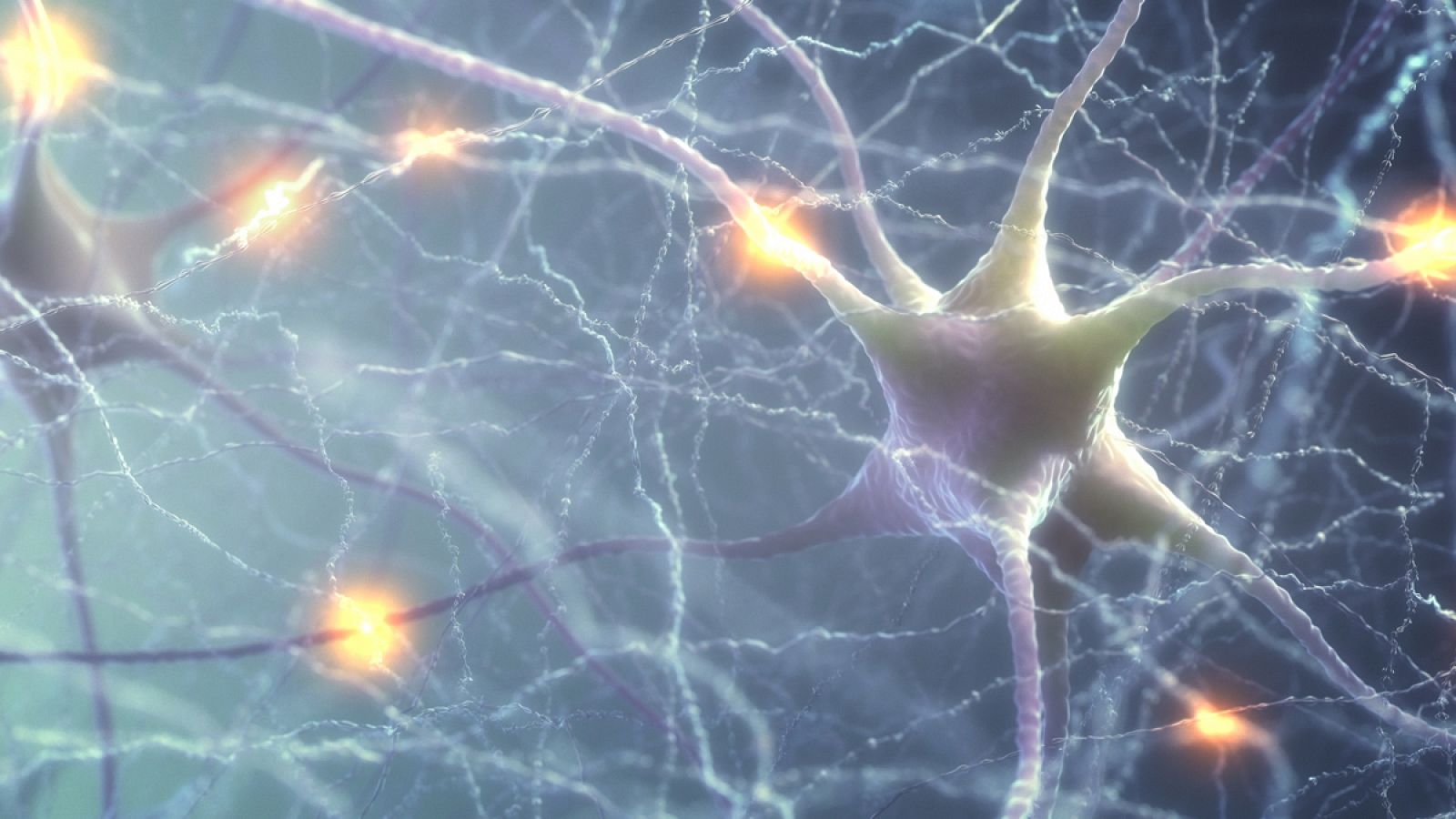 Neuronas y conexiones neuronales