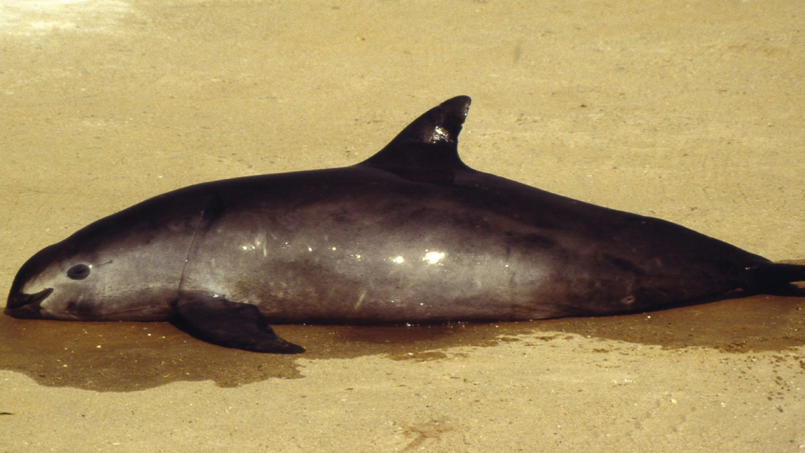Imagen proporcionada por el Fondo Mundial para la Naturaleza (WWF) de un ejemplar de vaquita marina.
