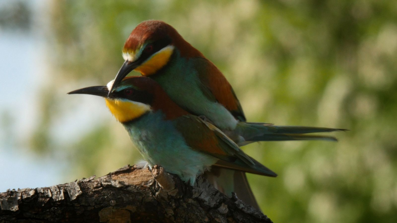 El abejaruco es una de las aves que habitan los bosques de hoja caduca