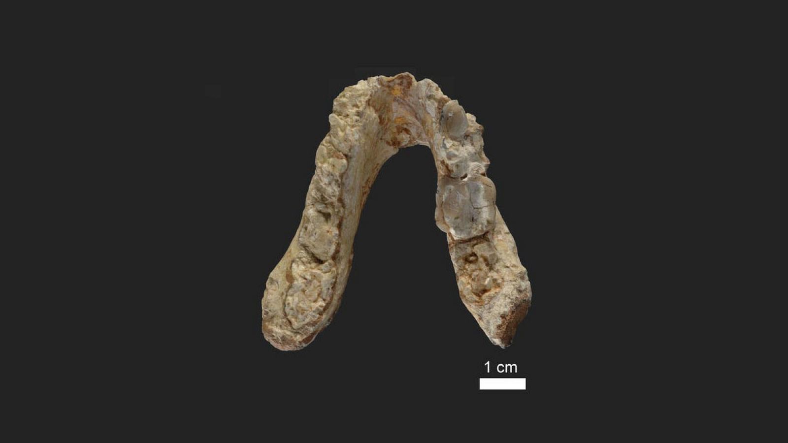 Fósil de la mandíbula inferior descubierta en Grecia, perteneciente a Graecopithecus freybergi.