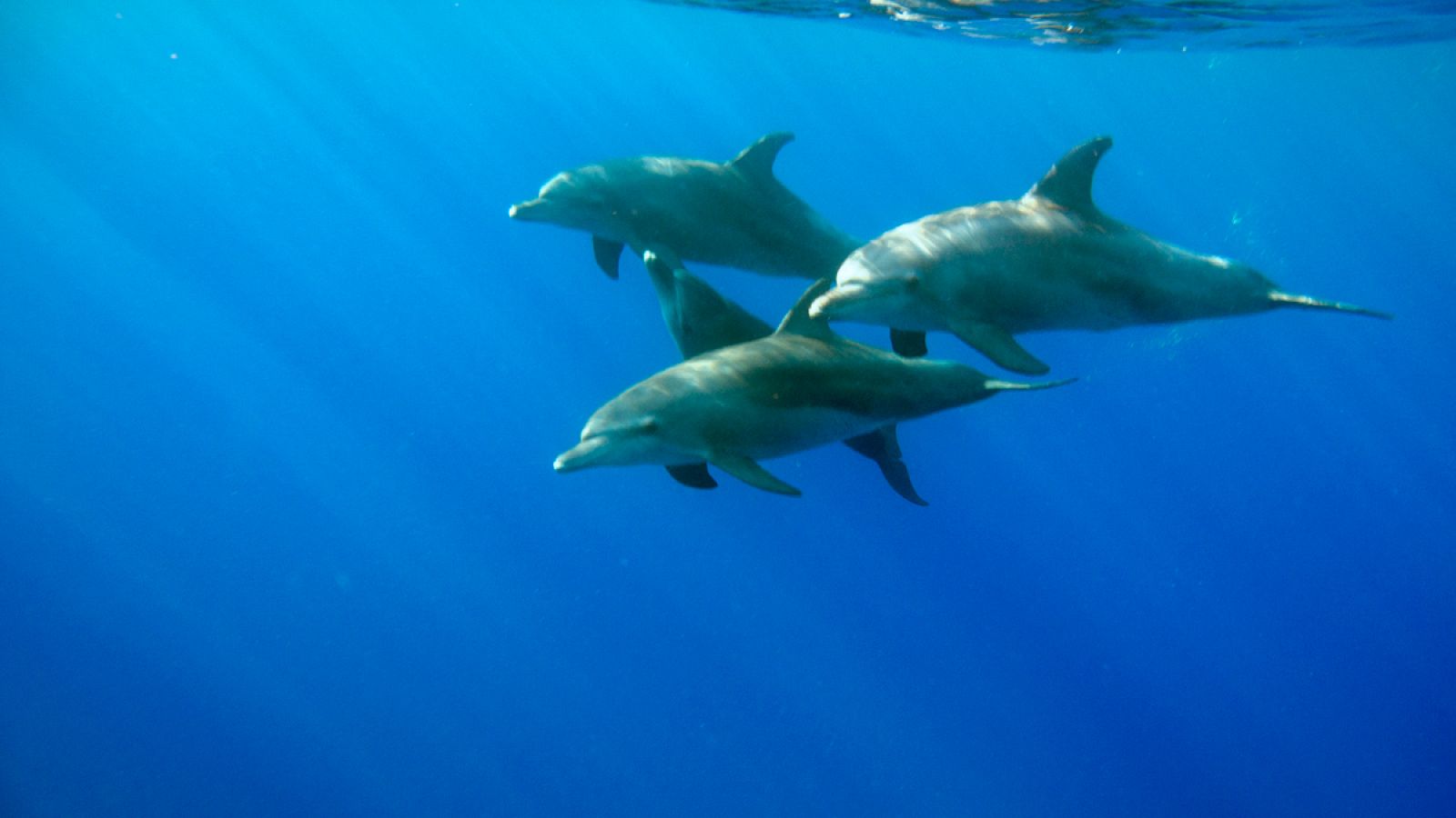 Un grupo de delfines jugando en el océano