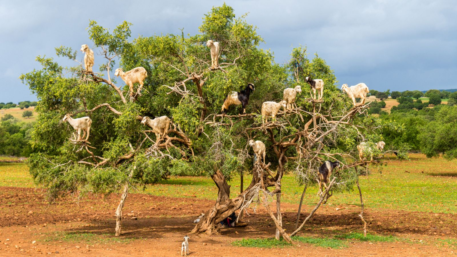 Cabras encaramadas a un bloque de argán en Marruecos.