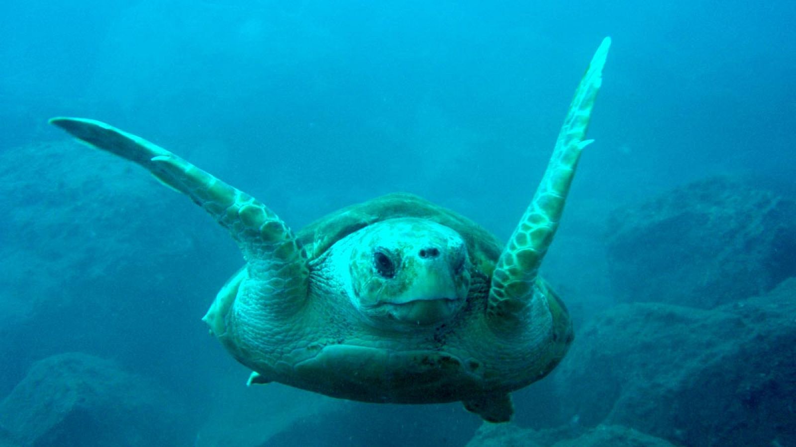 Imagen de archivo de una tortuga boba (Caretta caretta).