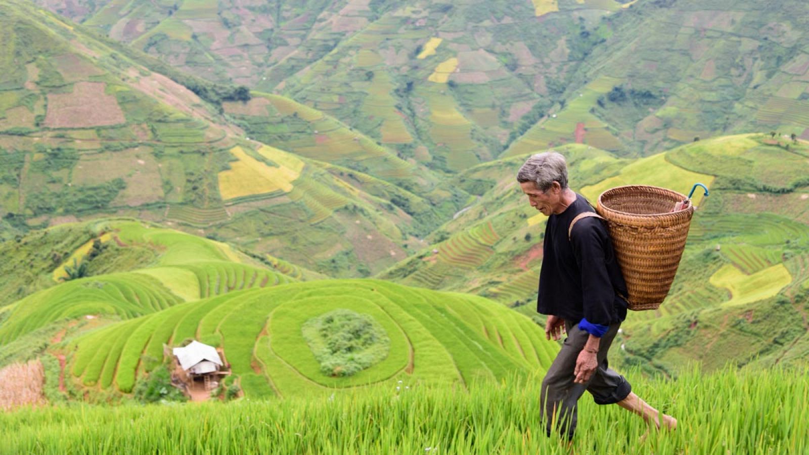 Científicos chinos han hallado en una excavación arqueológica la evidencia de arroz cultivado más antigua que se conoce.