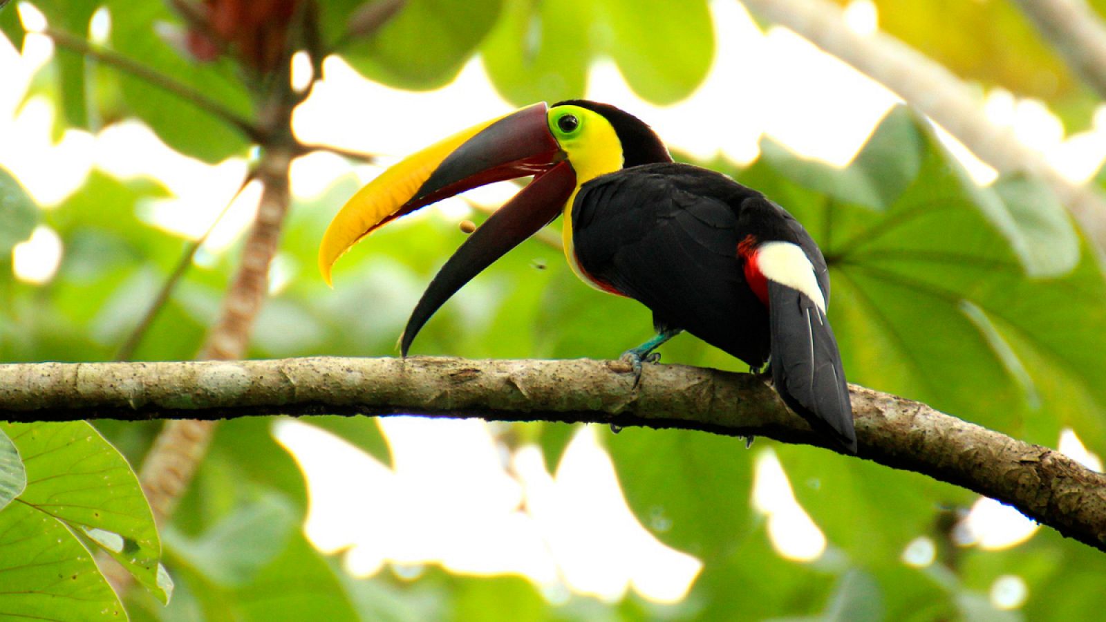 Un tucán de Costa Rica