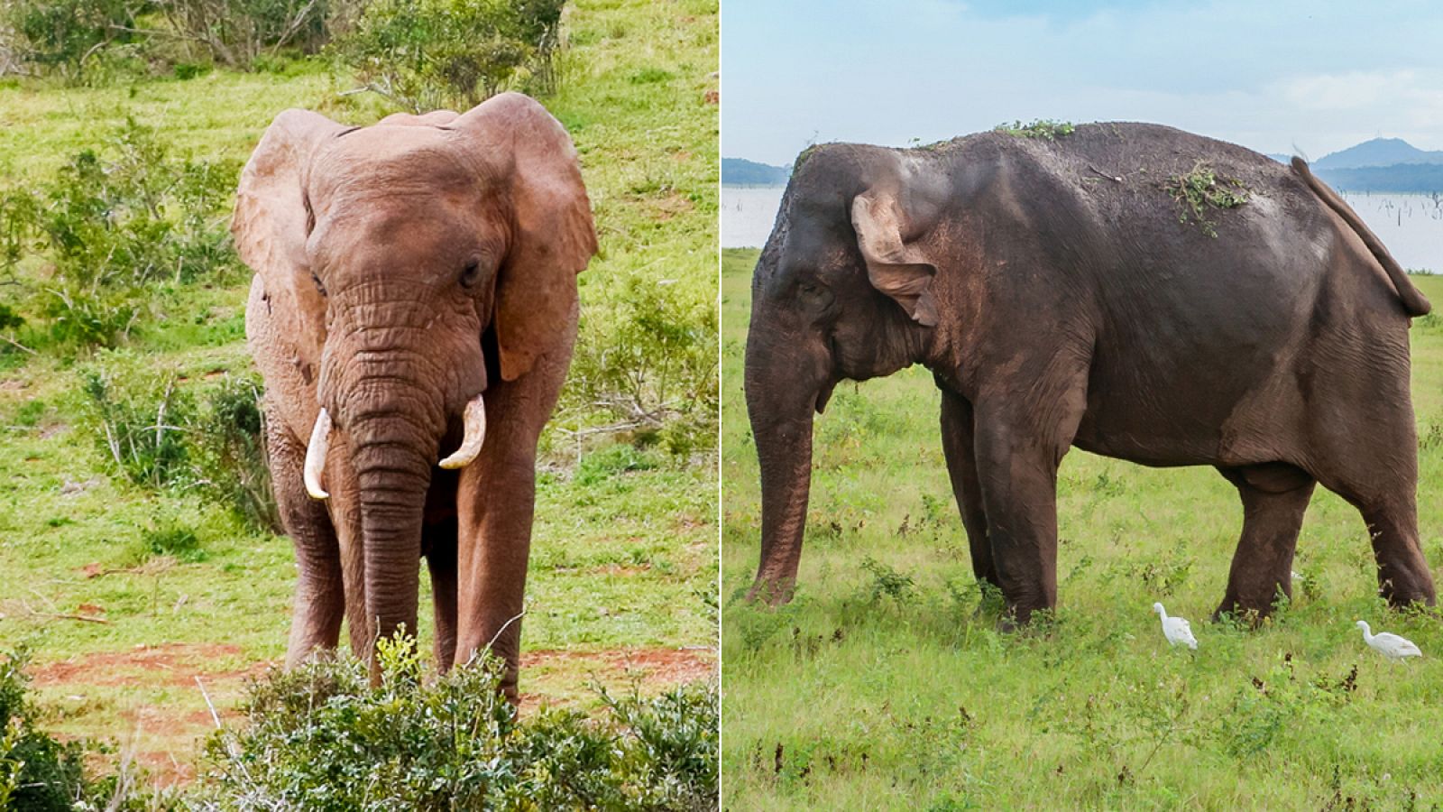 Existen dos especies de elefante en África: el de bosque y el de sabana.