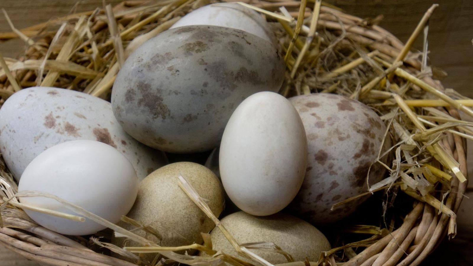 Los huevos puestos por los pájaros tienen una variedad asombrosa de formas.