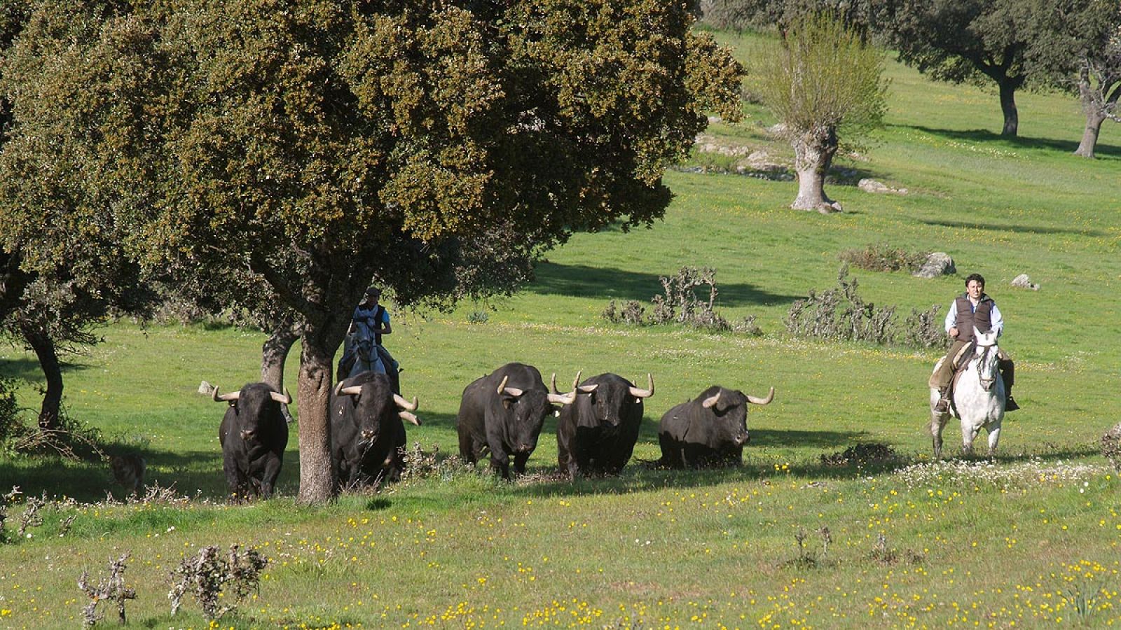 Toros de lidia de la ganadería de Puerto de San Lorenzo