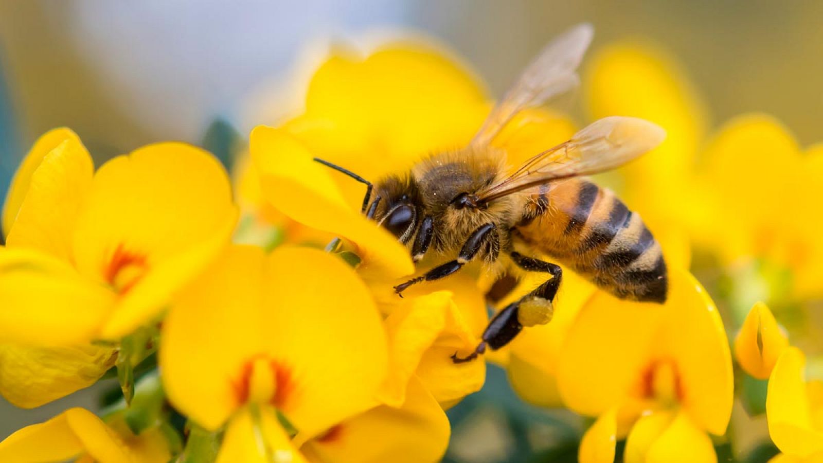 Las abejas se enfrentan a fuertes amenazas como el cambio climático o los productos químicos.