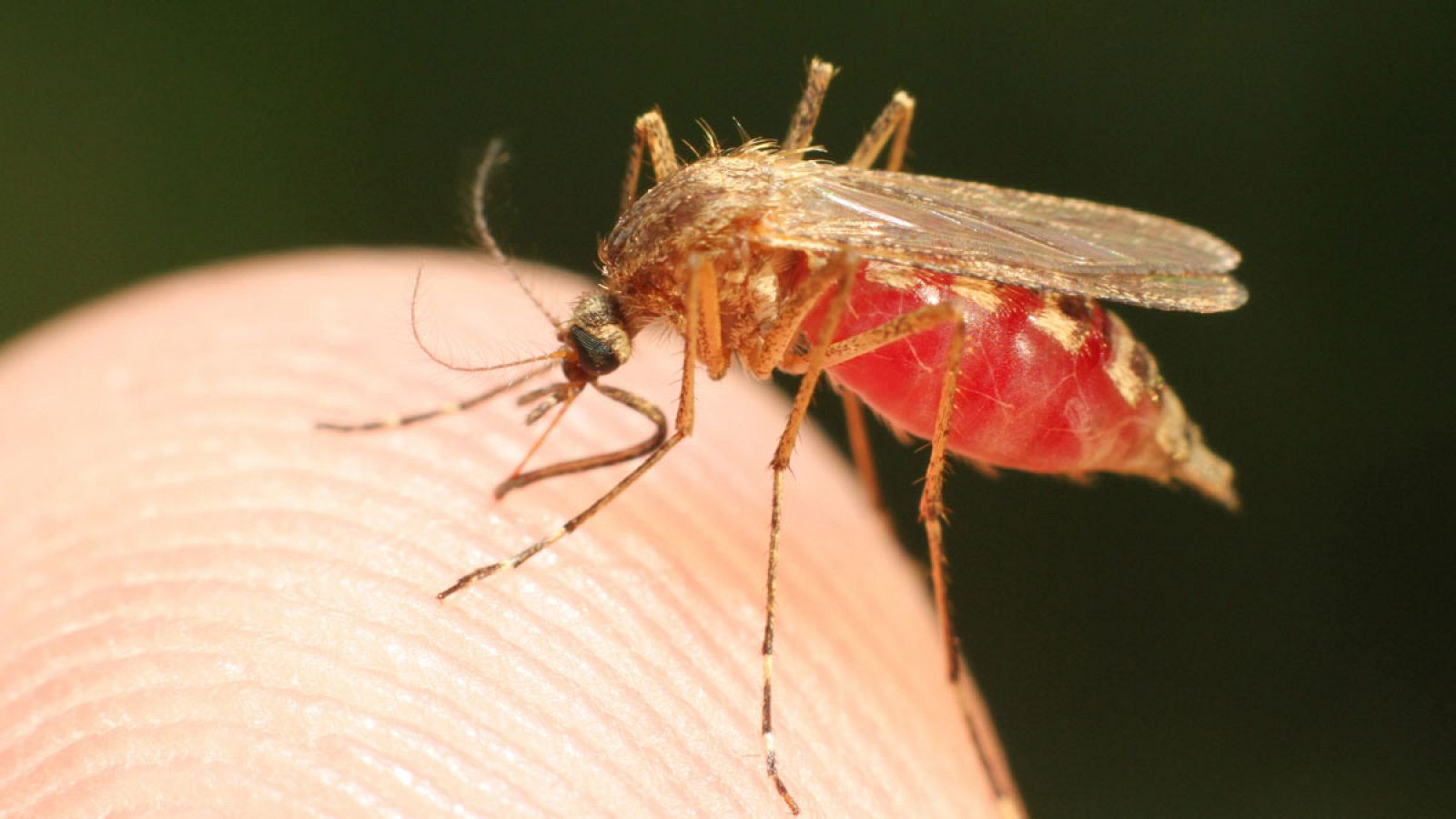 El Culex es la especie de mosquito más común en España