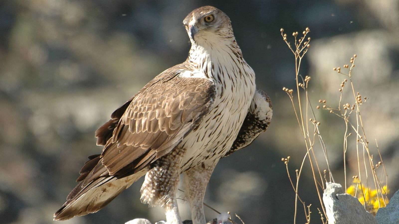 Imagen de un águila perdicera o de Bonelli, clasificada como "Vulnerable" en el Catálogo Español de Especies Amenazadas.