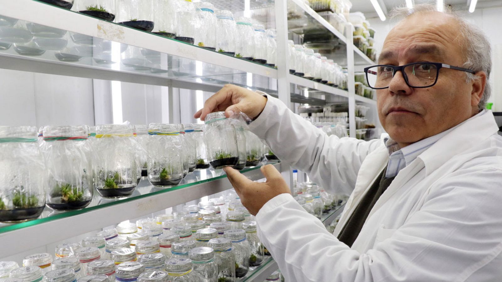 Fotografía cedida por la Universidad de Santiago de Chile (USACH), del investigador y decano de la Facultad de Química y Biología, Gustavo Zúñiga,