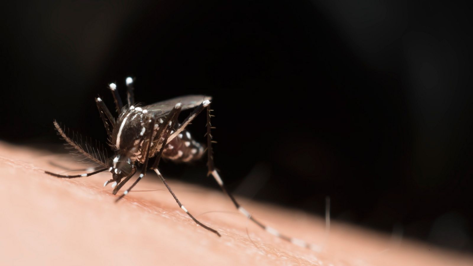 El virus del Zika se transmite por la picadura de un mosquito