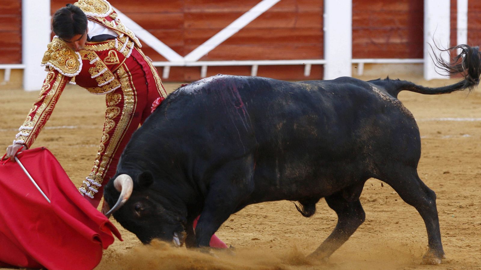 La llamada Ley de 'Toros a la balear' no permite sangre ni muerte en los espectáculos.