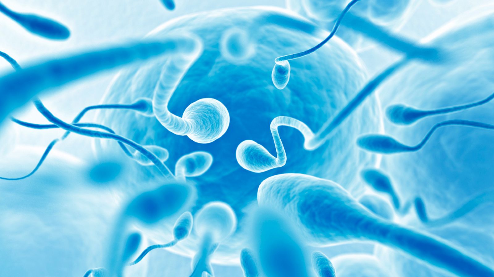 Espermatozoides intentando fecundar un óvulo