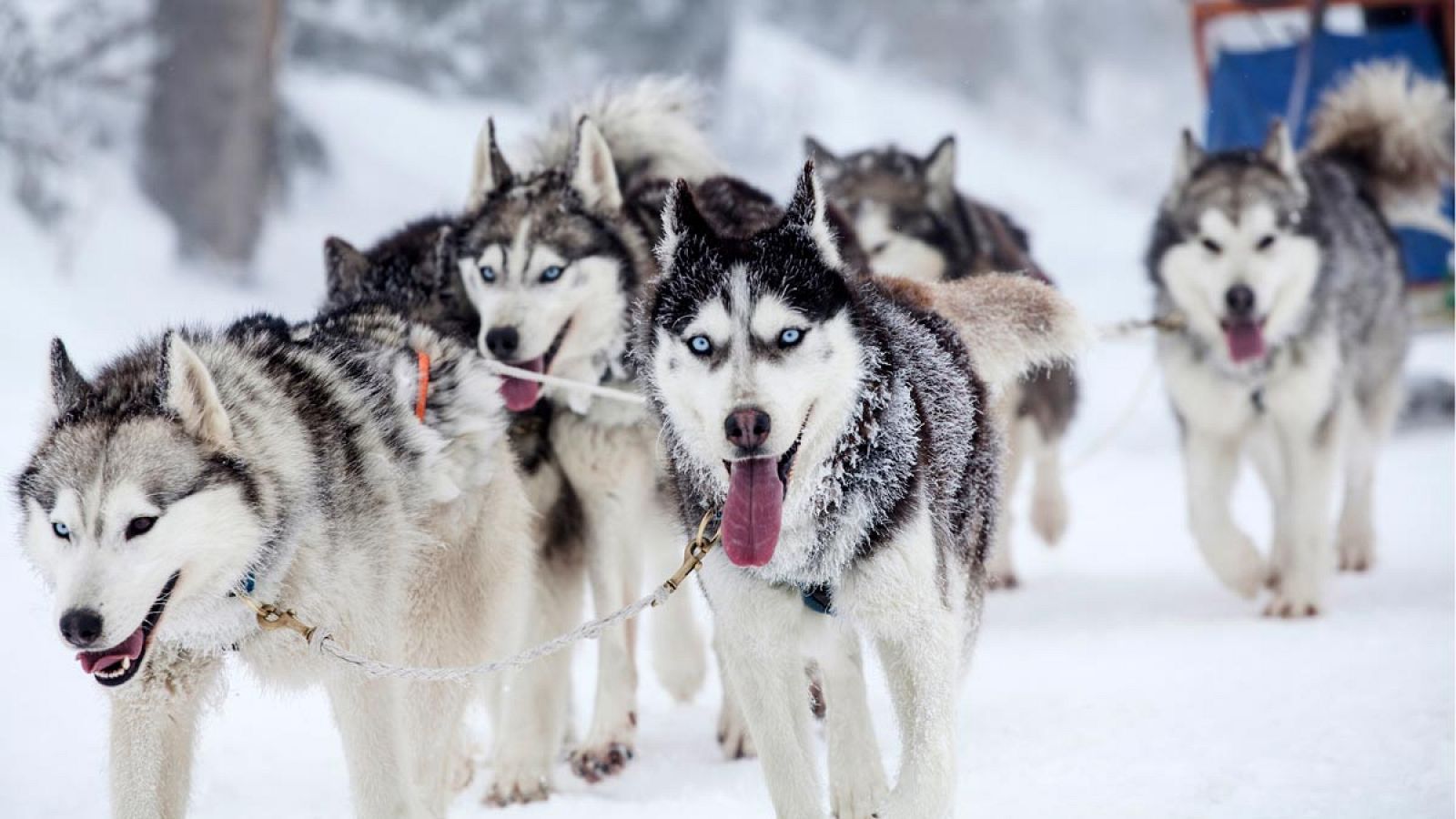 Australia ha querido homenajear a los perros husky que participaron en sus primeras expediciones a la Antártida.