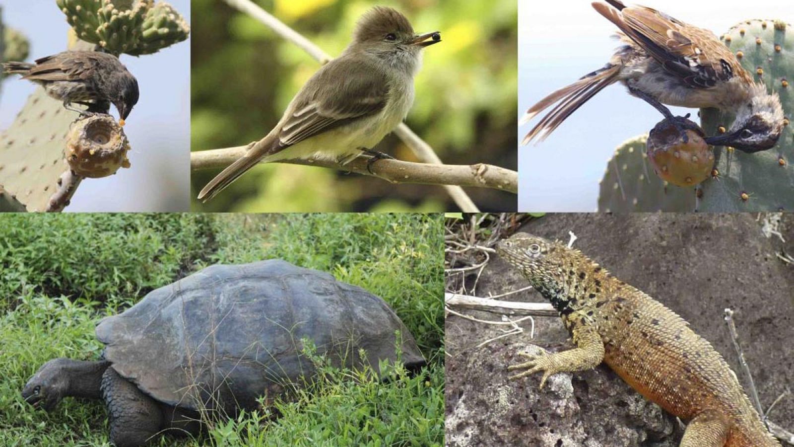 Ejemplares de los cinco grupos de animales que dispersan semillas en las islas Galápagos.