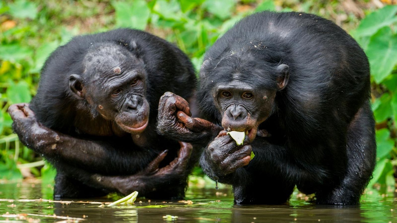 El ántrax ha causado la muerte a varios chimpancés en el Parque Nacional de Taï (suroeste de Costa de Marfil).