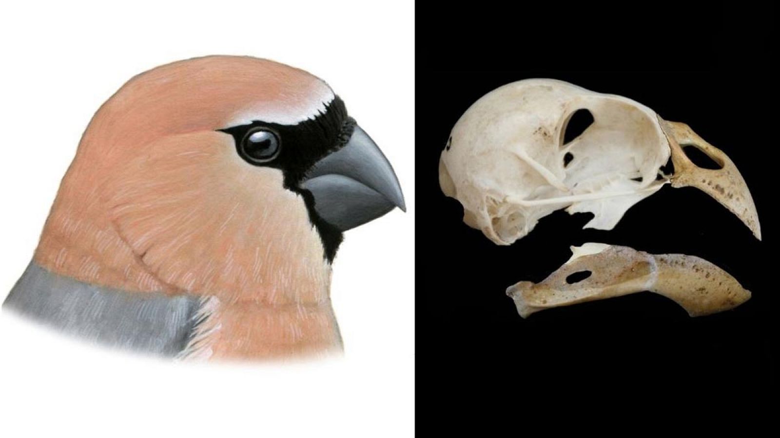 Reconstrucción de Pyrrhula crassa (izquierda) y cráneo reconstruido (derecha).