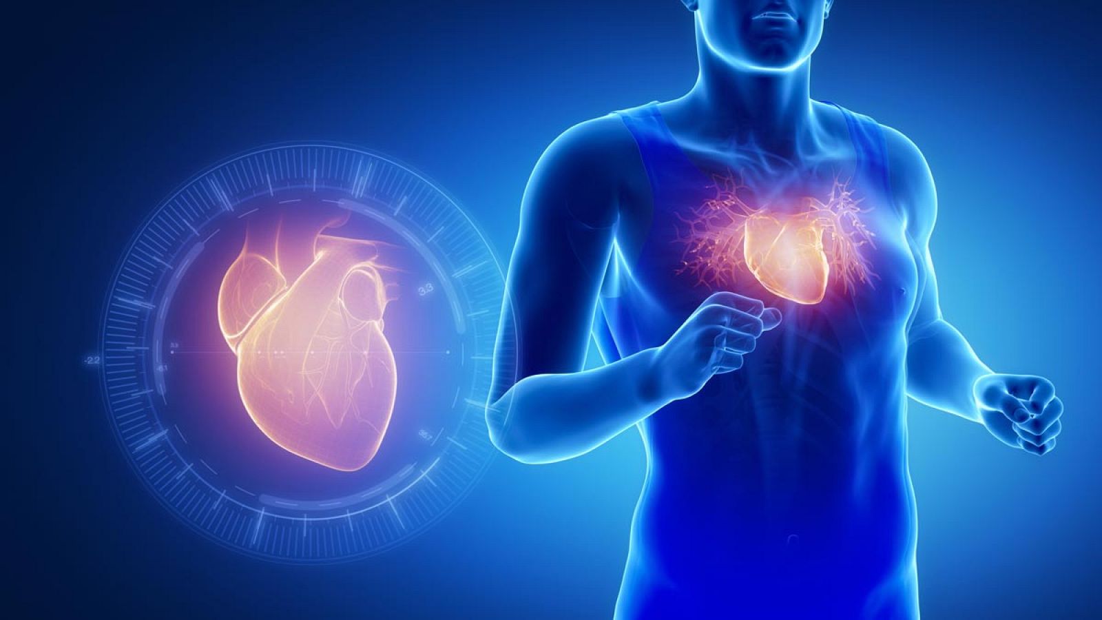 La cardiotrofina-1 (CT-1) es capaz de engañar al corazón para que actúe como si estuviera haciendo ejercicio.