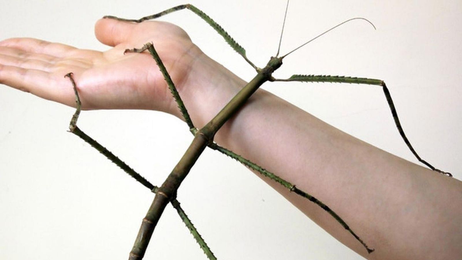 El insecto palo ha sido criado en el Museo de Insectos de China Occidental (IMWC) de Chengdu.