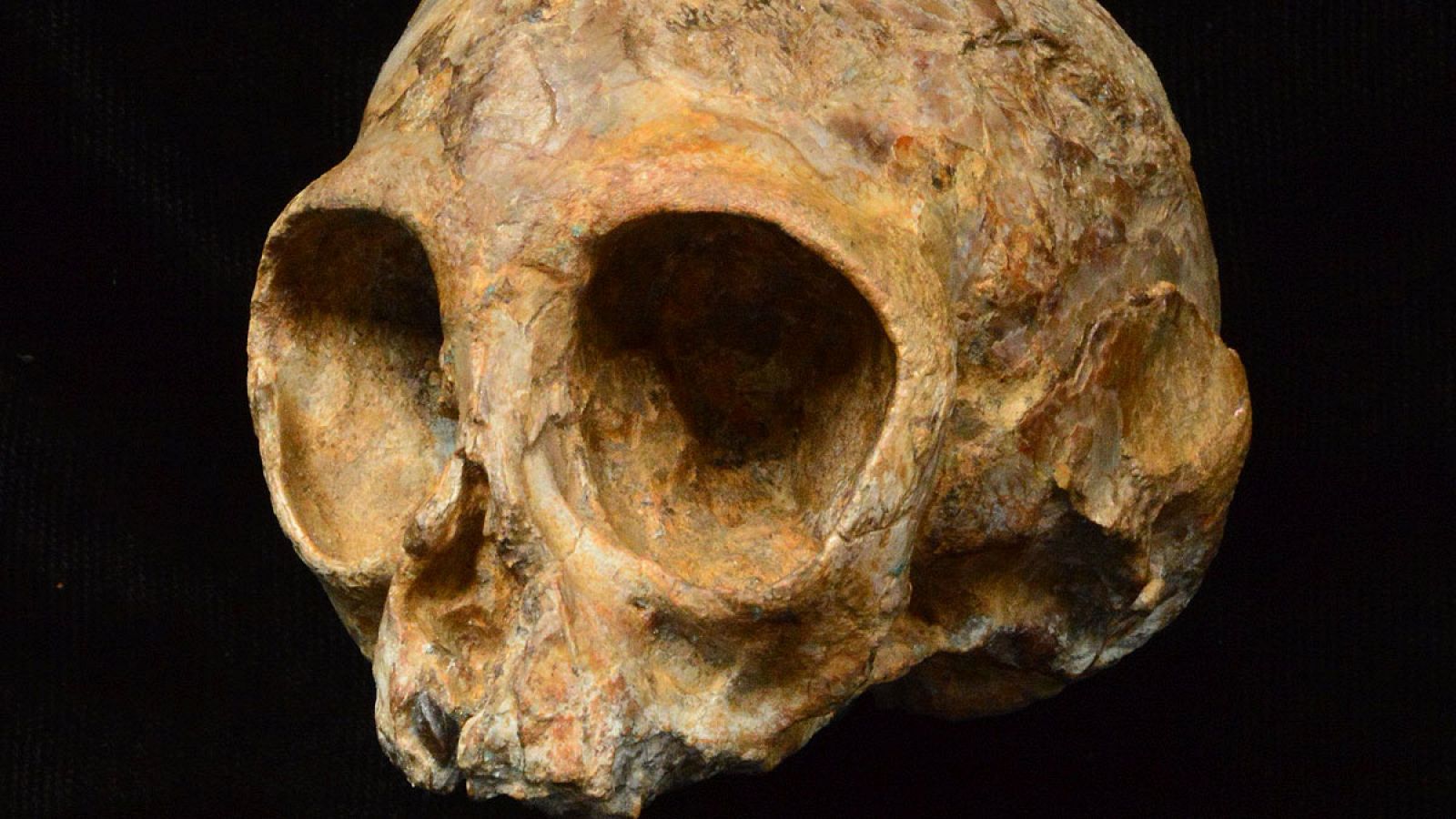 El cráneo de una cría de mono arroja luz sobre el antepasado común de simios y humanos